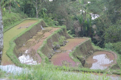 ubud (33)