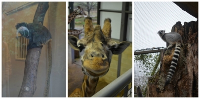 cotswoldswildlifepark1