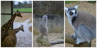cotswoldswildlifepark2