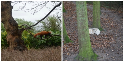 cotswoldswildlifepark3