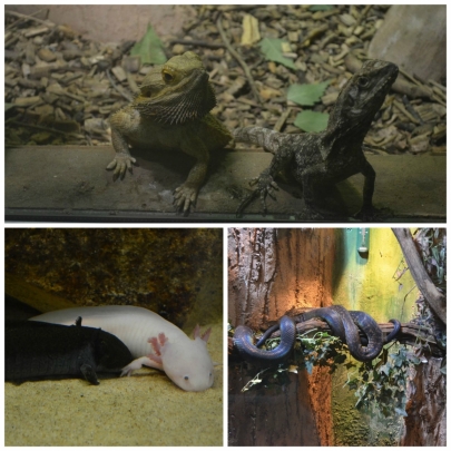 cotswoldswildlifepark4