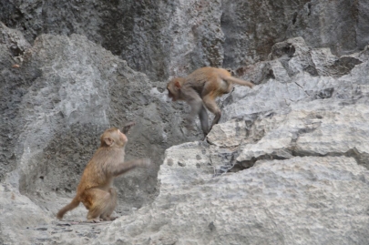 baiedhalongvietnam (129)