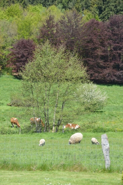 latabledemaxime (11)