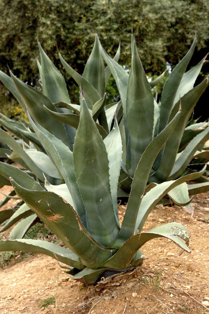 Sicily Part 1: Valley of The Temples