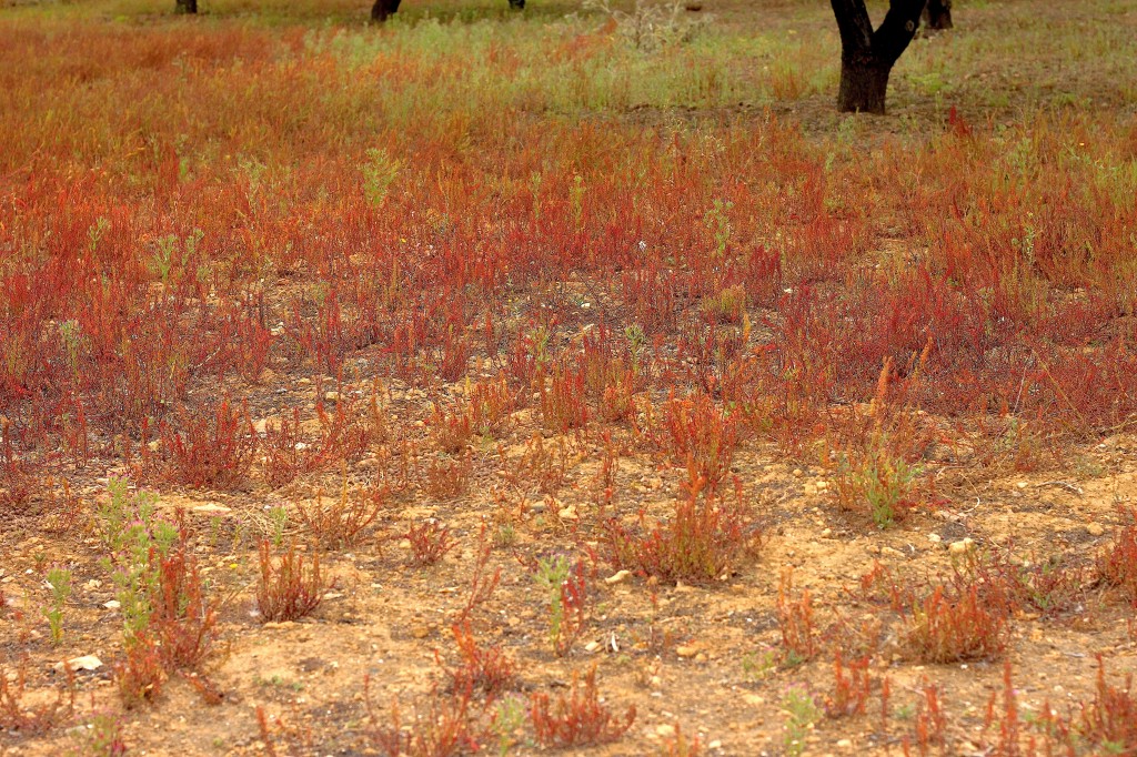 Sicily Part 1: Valley of The Temples