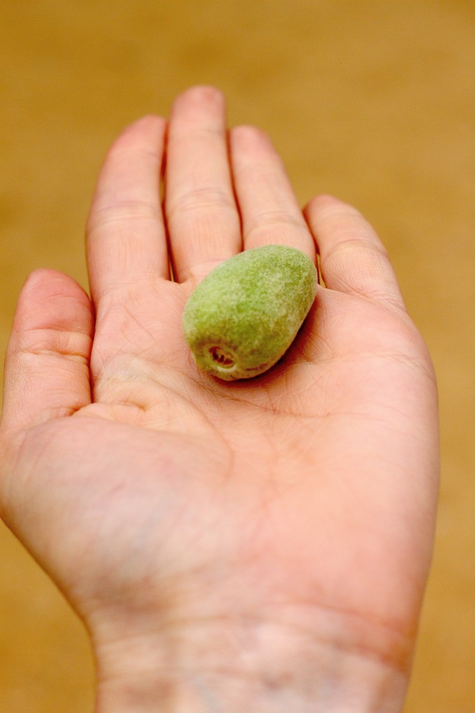 Sicily Part 1: Valley of The Temples