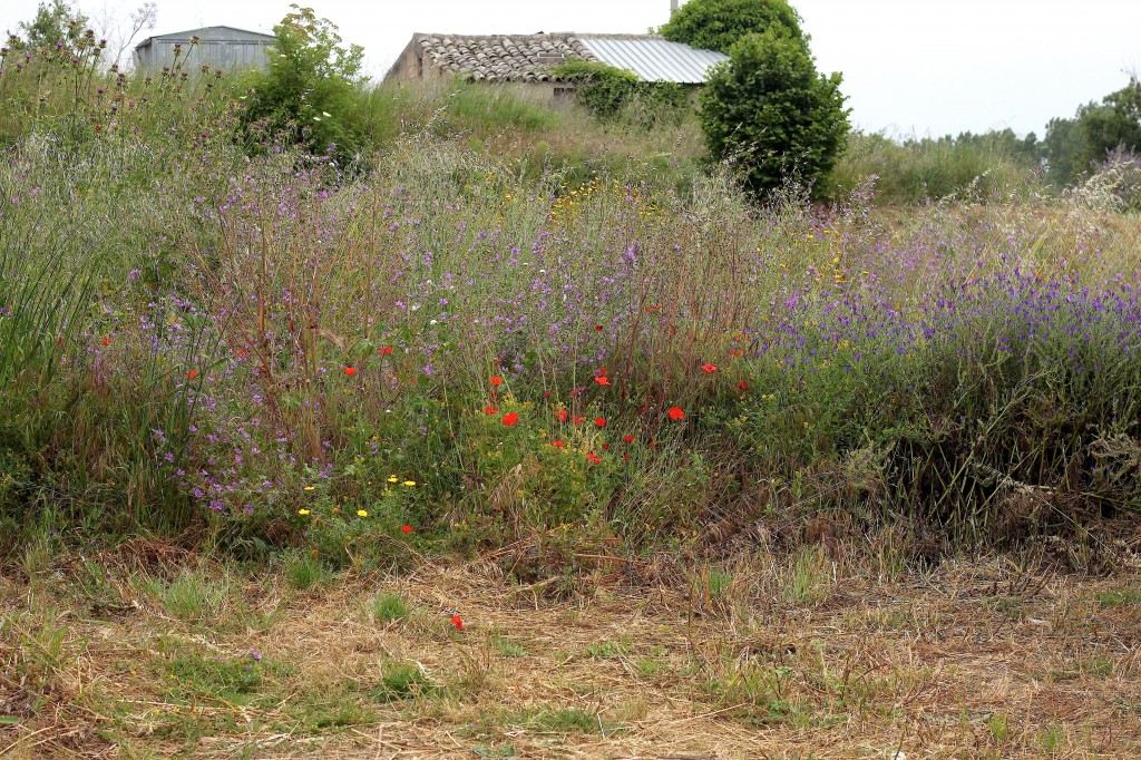 Sicily Part 1: Valley of The Temples