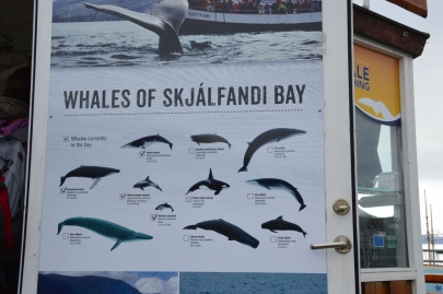 husavik-baleines (1)