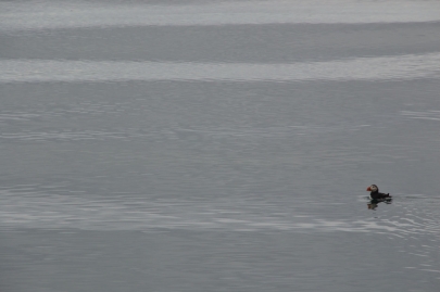 husavik-baleines (18)