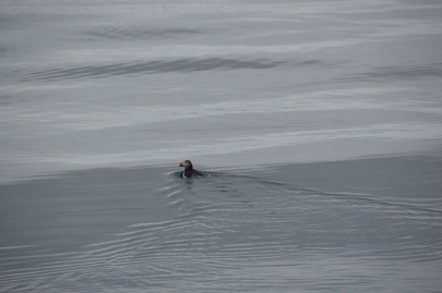 husavik-baleines (25)