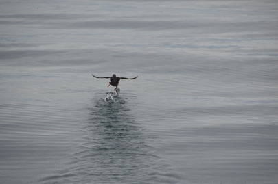 husavik-baleines (27)