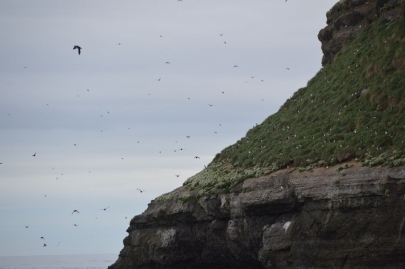 husavik-baleines (31)