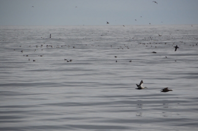 husavik-baleines (32)