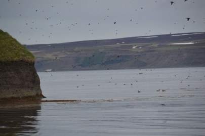 husavik-baleines (34)