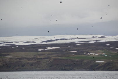 husavik-baleines (36)