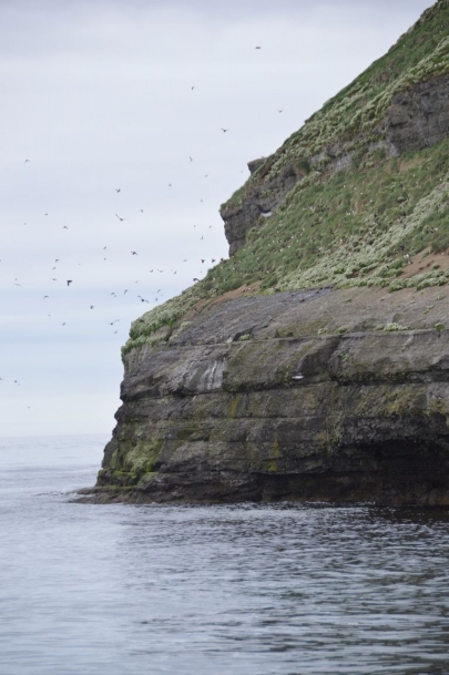 husavik-baleines (38)