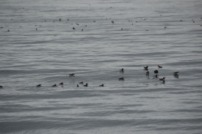 husavik-baleines (41)