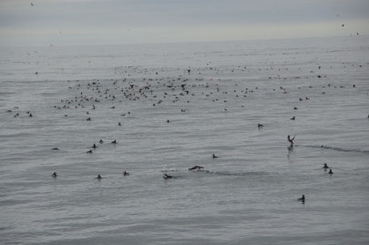 husavik-baleines (43)