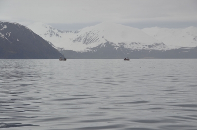 husavik-baleines (48)