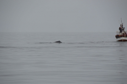 husavik-baleines (51)