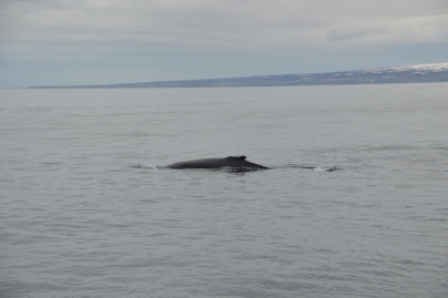 husavik-baleines (52)
