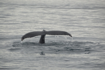 husavik-baleines (55)