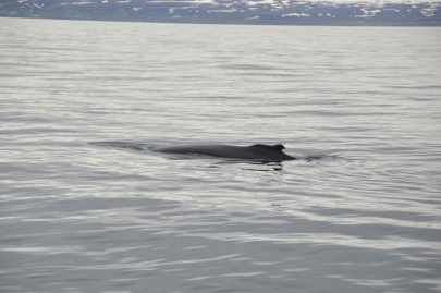 husavik-baleines (59)