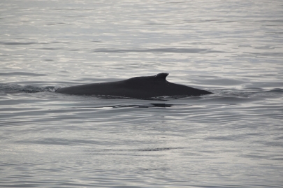husavik-baleines (60)