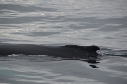 husavik-baleines (61)
