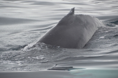 husavik-baleines (64)