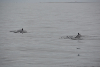 husavik-baleines (65)