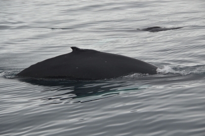 husavik-baleines (69)