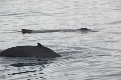 husavik-baleines (70)
