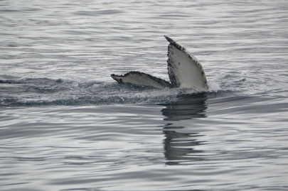 husavik-baleines (74)