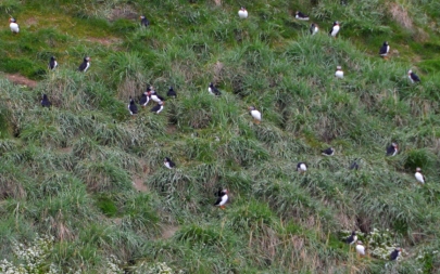 puffins