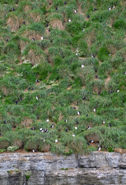 puffins2