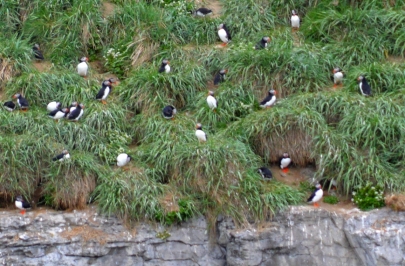 puffins3