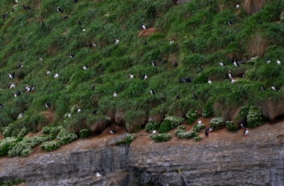 puffins4