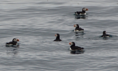puffins8