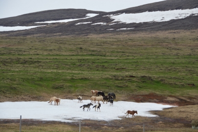 reykjavikakureyru (107)