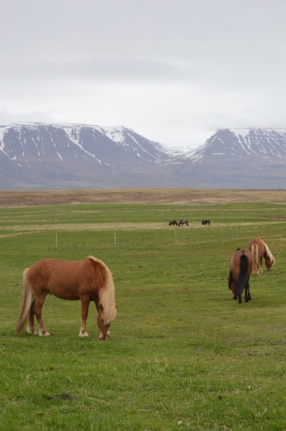 reykjavikakureyru (119)