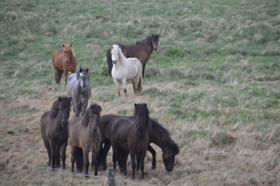 reykjavikakureyru (7)