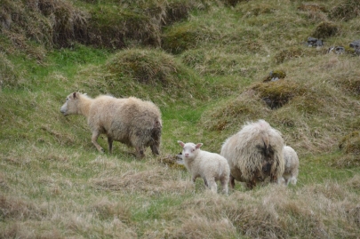 reykjavikakureyru (71)