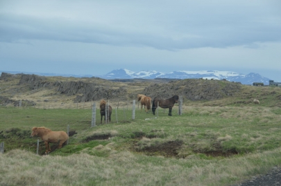 reykjavikakureyru (82)