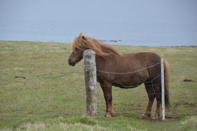 reykjavikakureyru (84)