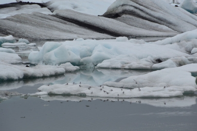 icebergs-islande (135)