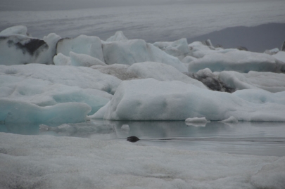 icebergs-islande (19)