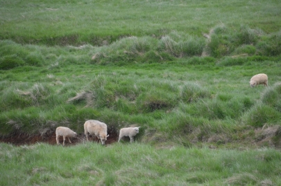 icebergs-islande (254)