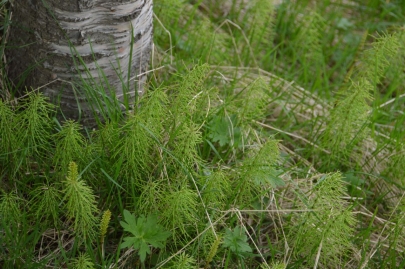 icebergs-islande (267)