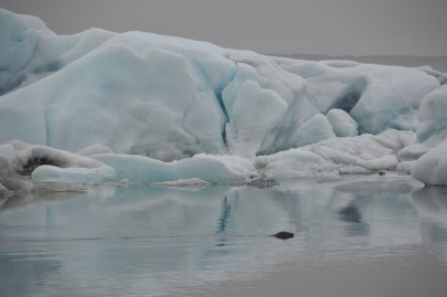 icebergs-islande (36)